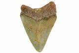 Serrated, Juvenile Megalodon Tooth - North Carolina #361733-1